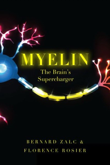Myelin: The Brain's Supercharger
