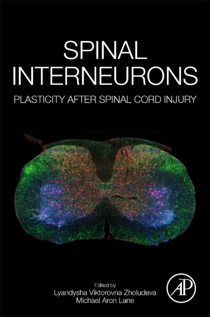 Spinal Interneurons