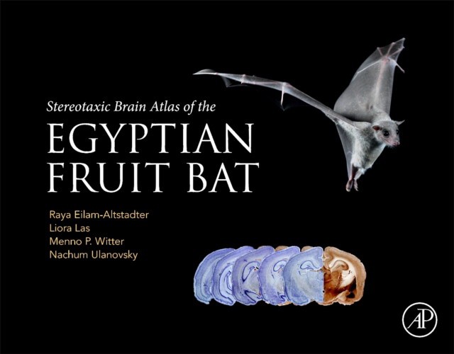 Stereotaxic Brain Atlas Of The Egyptian Fruit Bat