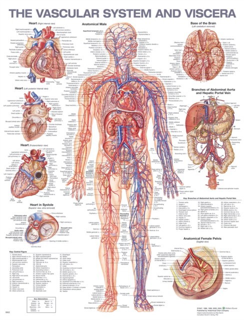 Vascular system and viscera anatomical chart