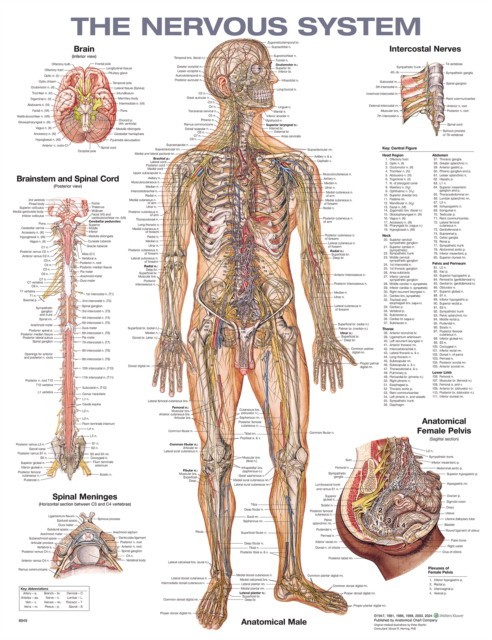 Nervous system anatomical chart