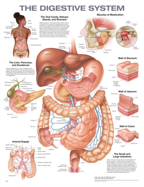 Digestive system anatomical chart