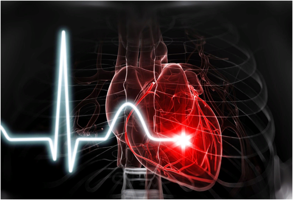 Молекулярные механизмы электрической активности сердца 